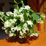 Jasmin Rum i privatbostad